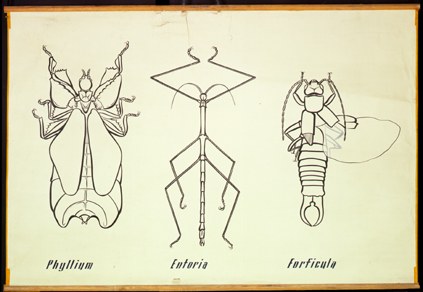 Pt 18 Phyllium, Entoria, Forficula.jpg