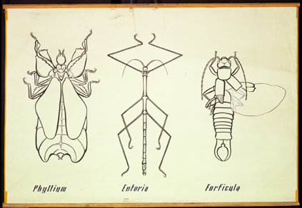 Pt 18 Phyllium, Entoria, Forficula.jpg