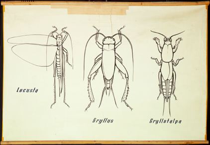 Pt 20 Locusta, Gryllus, Gryllotalpa.jpg