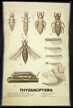 Pt 27 Thysanoptera.jpg