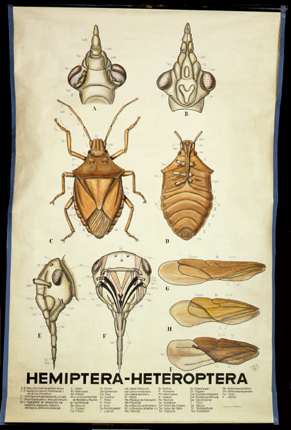 Pt 33 Hemiptera Heteroptera.jpg