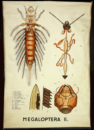 Pt 36 Megaloptera II (Larven).jpg