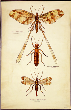 Pt 42-Planipennia Mecoptera.jpg