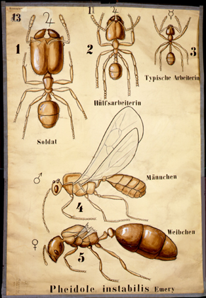 Pt 53-Pheidole instabilis.jpg