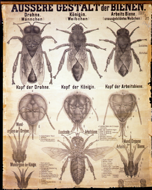 Pt 57-Gestalt der Biene.jpg