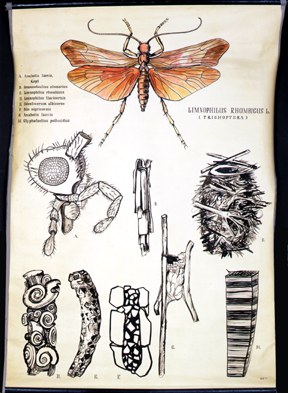 Pt 58-Limnophilus.jpg
