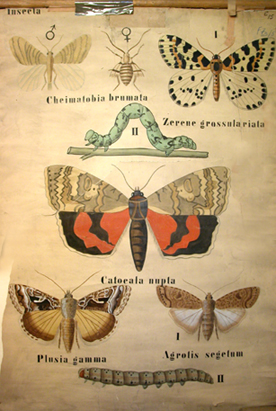 Pt 60-Lepidoptera, Plusia.jpg