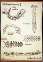Pt 72-Dipterenlarven I.jpg
