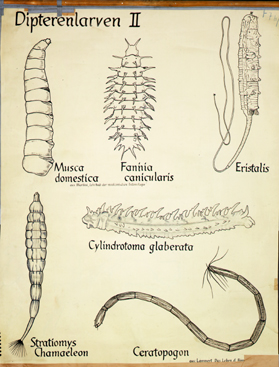 Pt 73-Dipterenlarven II.jpg