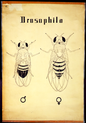Pt 74-Drosophila.jpg