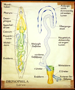 Pt 76.Drosophila Larve.jpg