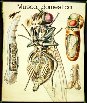 Pt 77-Musca domestica.jpg