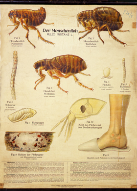 Pt 79-Menschenfloh.jpg