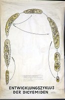 Dicyemiden