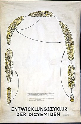 Dicyemiden