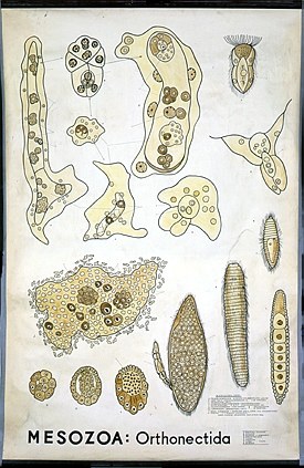 Orthonectida