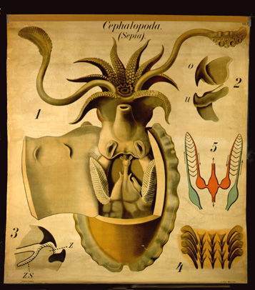 Mo 17 Cephalopoda, Sepia.jpg