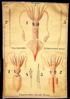 Mo 19 (Dibranchiata) Onychteuthis, Enoploteuthis.jpg