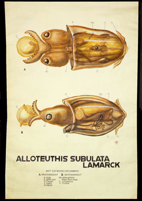 Mo 20 Alloteuthis subulata.jpg