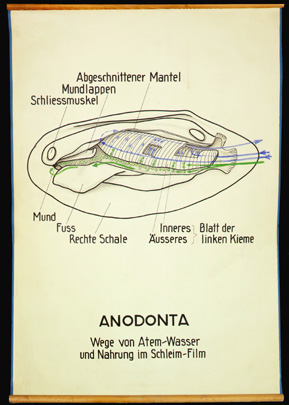 Mo 23 Anodonta (Filtration).jpg