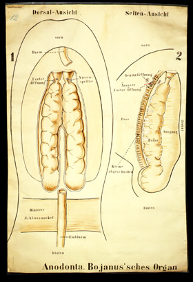 Mo 25 Anodonta, Bojanus'sches Organ.jpg