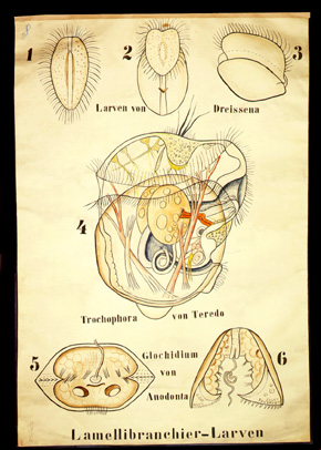 Mo 26 Lamellibranchier - Larven.jpg