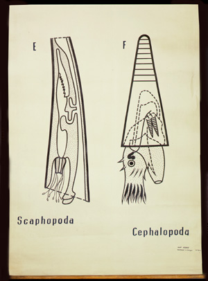 Mo 27 Scaphopoda, Cephalopoda.jpg