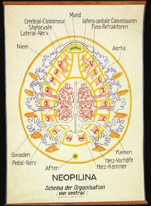 Mo 04 Neopilina.jpg