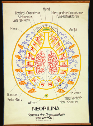 Mo 04 Neopilina.jpg