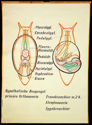 Mo 06 Torsion, Asymm., Detorsion I.jpg