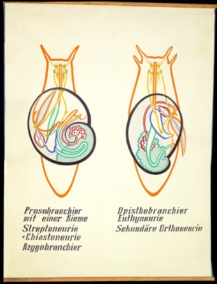 Mo 07 Torsion, Asymm., Detorsion II.jpg