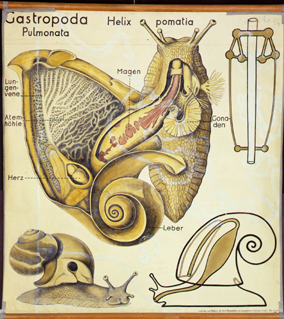 Mo 11 Gastropoda, Pulmonata, Helix pomatia.jpg
