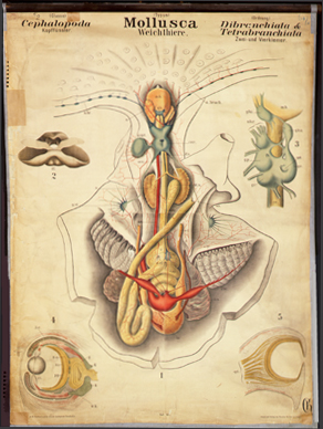 Mo 12  Mollusca, Cephalopoda (Anatomie).jpg