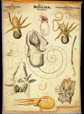Mo 14 Mollusca, Cephalopoda (Formenübersicht).jpg