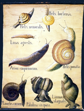 Mo 10 Gastropoda, Formenübersicht.jpg
