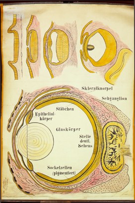 Mo13 Cephalopoda (Augen).jpg