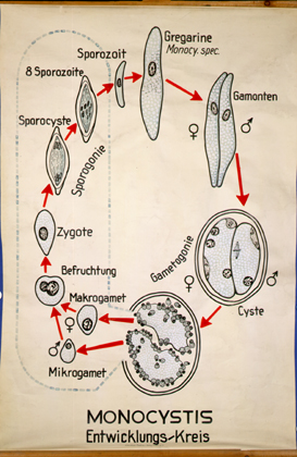 Monocystis