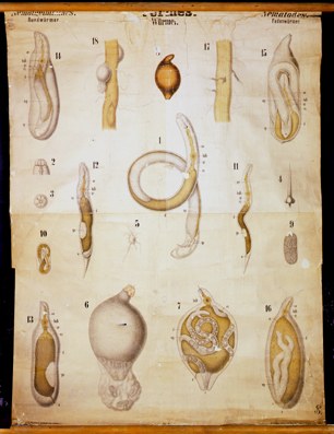 Nm 03-Vermes,Nemathelminthesetc.jpg