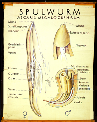 Nm 07-Spulwurm.jpg