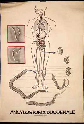 Nm 10-Ancylostoma duo.jpg