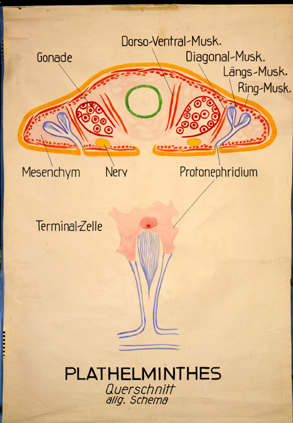 Me 02-Plathelminthes.jpg