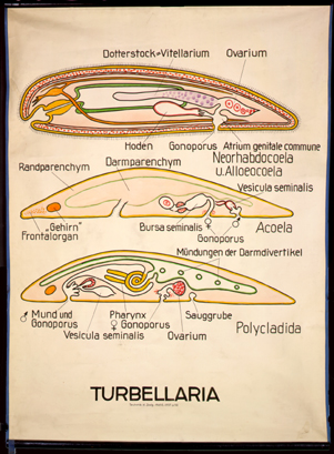 Pl 02-Turbellaria.jpg