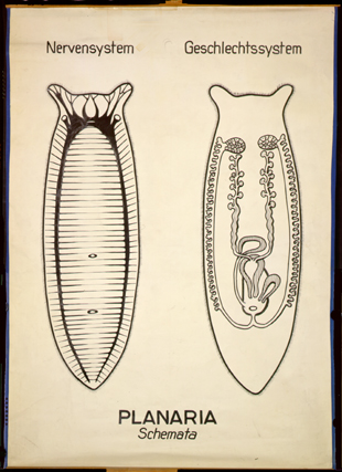 Pl 04-Planaria(Schemata).jpg