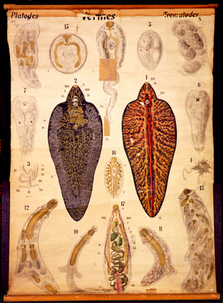 Pl 06-Platodes, Vermes, Trematodes.jpg