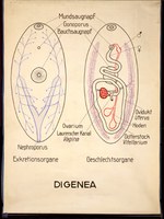 Pl 07-Digena.jpg