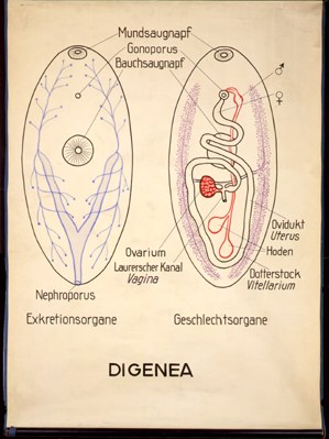 Pl 07-Digena.jpg