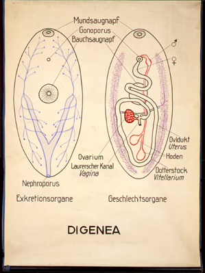 Pl 07-Digena.jpg