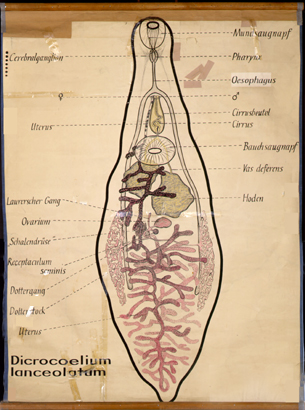 Pl 10-Dicrocoelium lanc.jpg