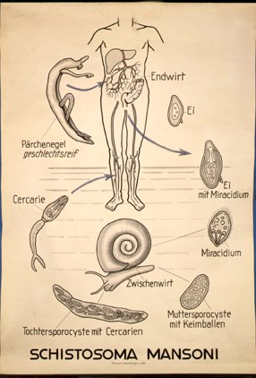 Pl 12-Schistosoma.jpg
