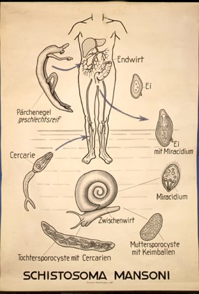 Pl 12-Schistosoma.jpg